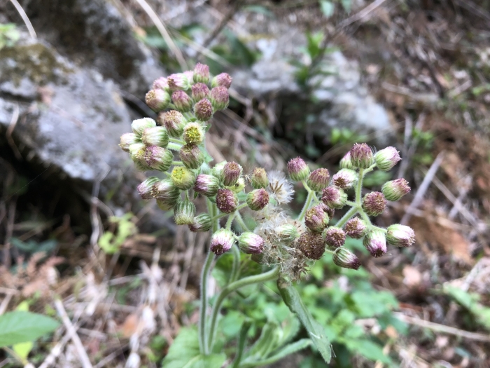 Eschenbachia japonica image