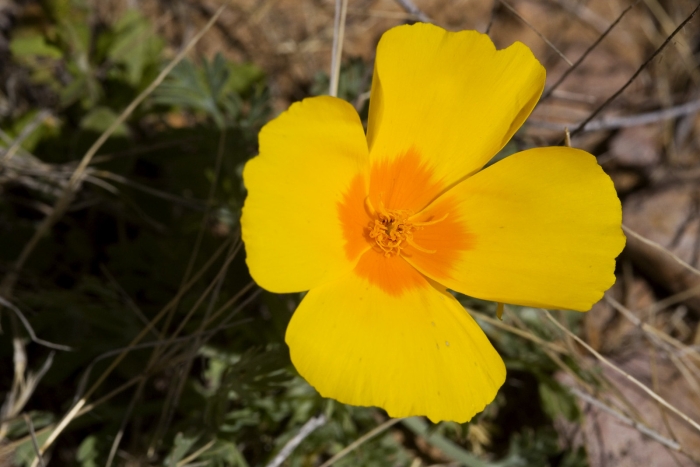 Eschscholzia californica subsp. mexicana image