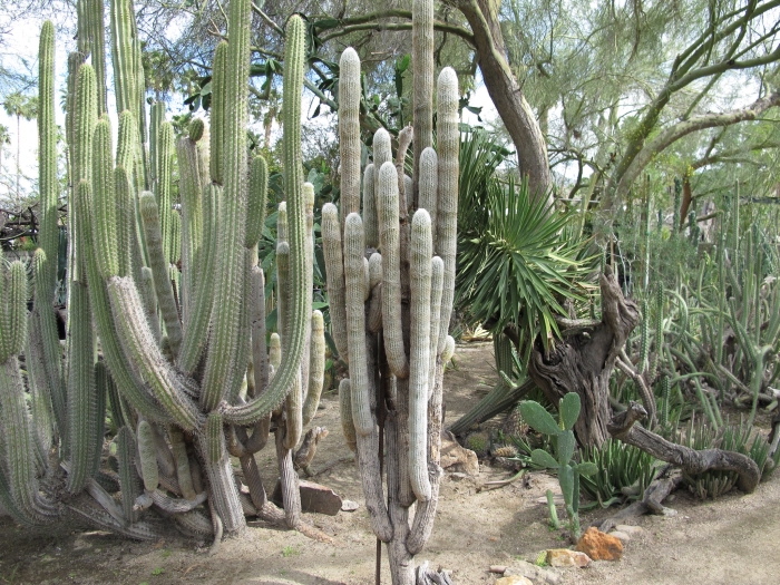 Espostoa lanata image