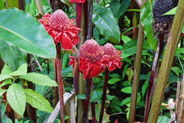 Etlingera elatior image