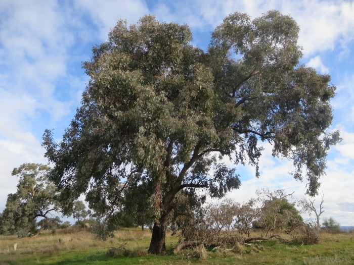 Eucalyptus albens image