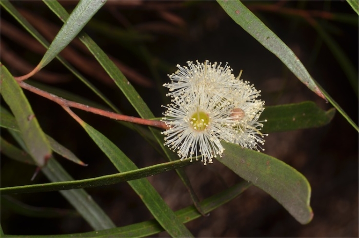 Eucalyptus apiculata image