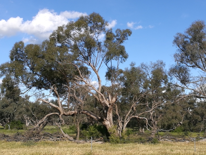 Eucalyptus bicolor image