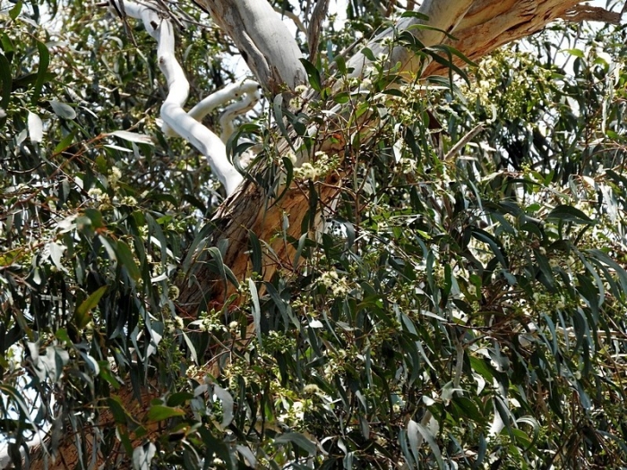Eucalyptus bosistoana image