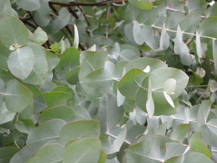 Eucalyptus cinerea image