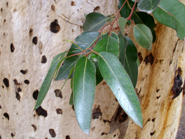 Eucalyptus cladocalyx image