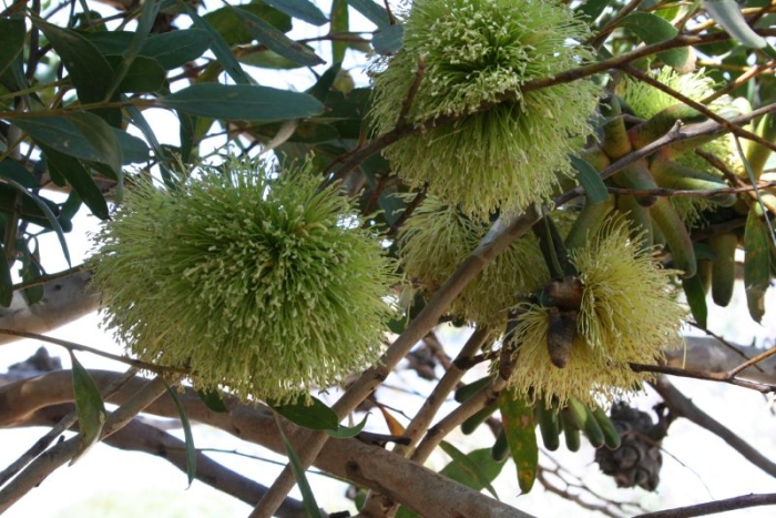 Eucalyptus conferruminata image