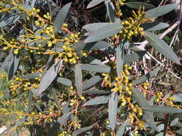 Eucalyptus dalrympleana image