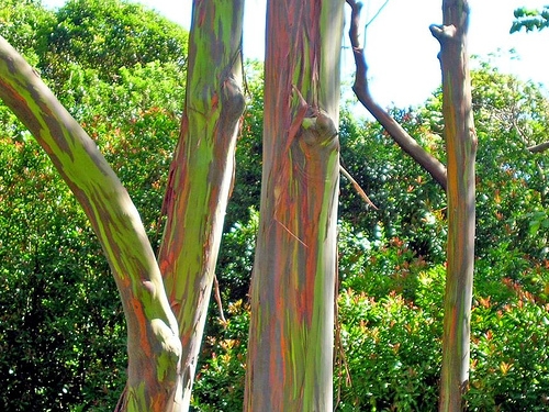Eucalyptus deglupta image