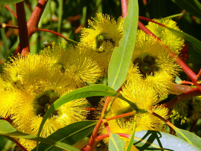 Eucalyptus erythrocorys image