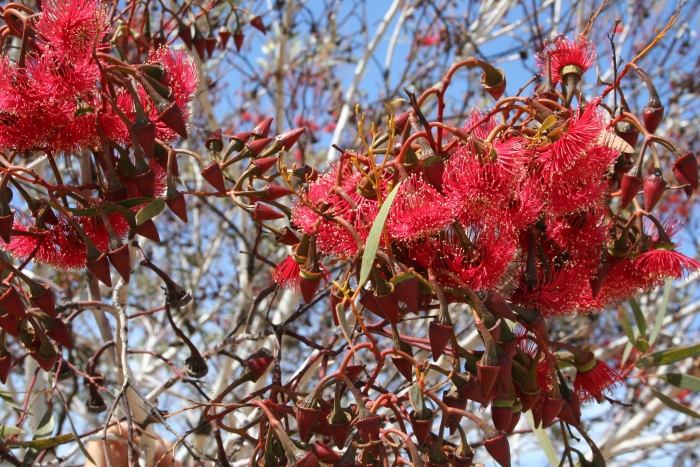 Eucalyptus erythronema image