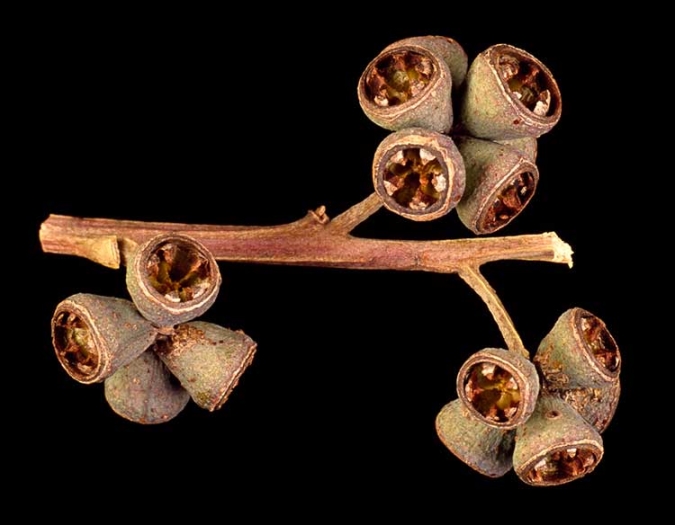 Eucalyptus grandis image