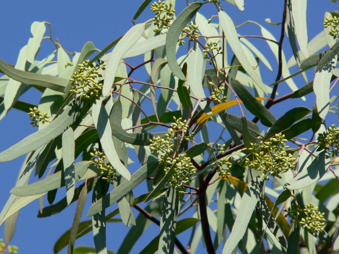 Eucalyptus microtheca image