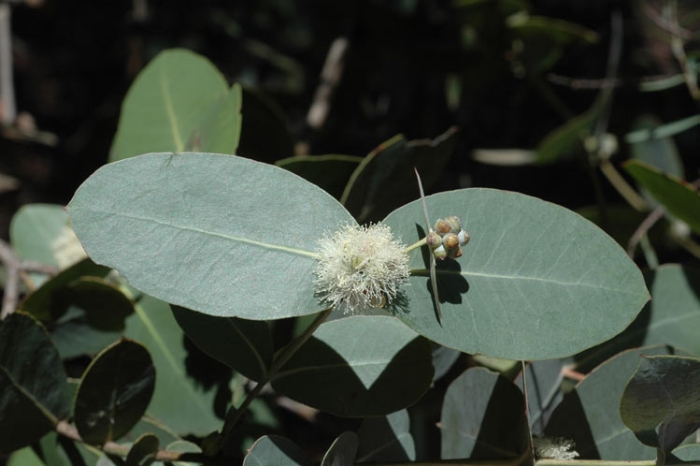 Eucalyptus neglecta image