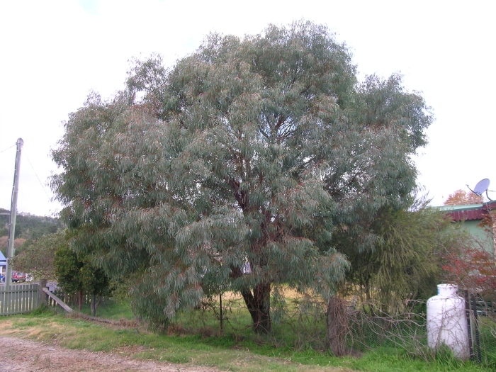 Eucalyptus nicholii image