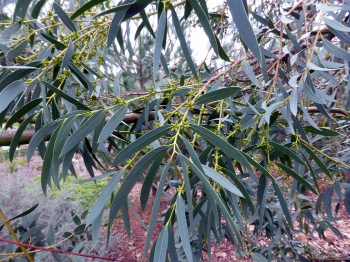 Eucalyptus parvula image