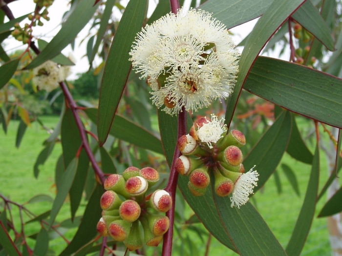Eucalyptus pauciflora image