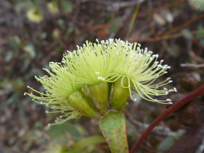 Eucalyptus platypus image
