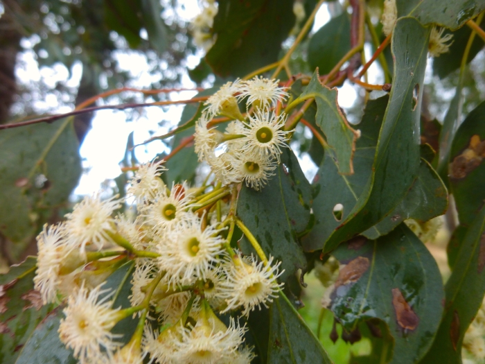 Eucalyptus polyanthemos image