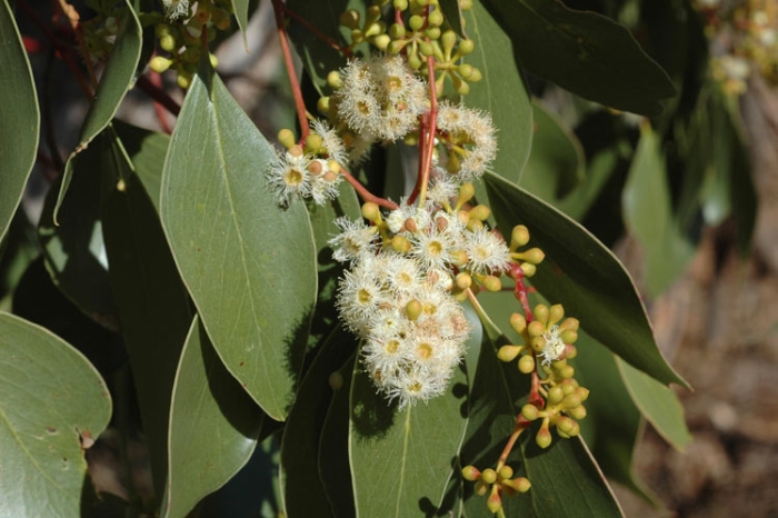 Eucalyptus populnea image