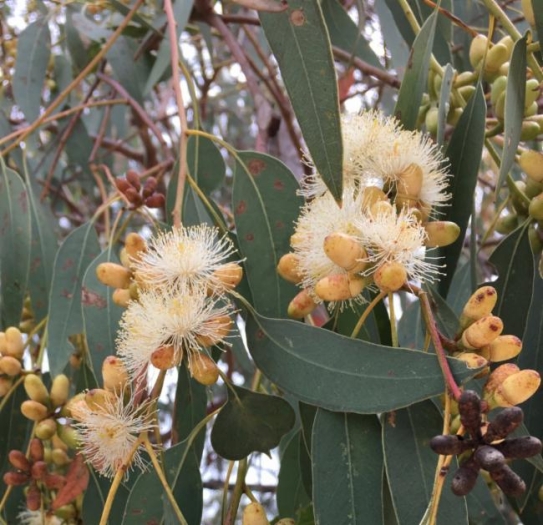 Eucalyptus prava image