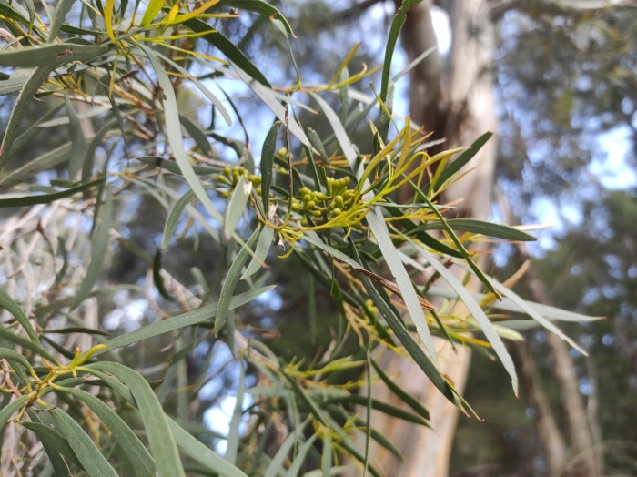 Eucalyptus pulchella image