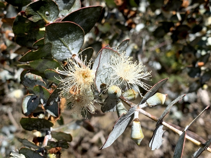 Eucalyptus pulverulenta image