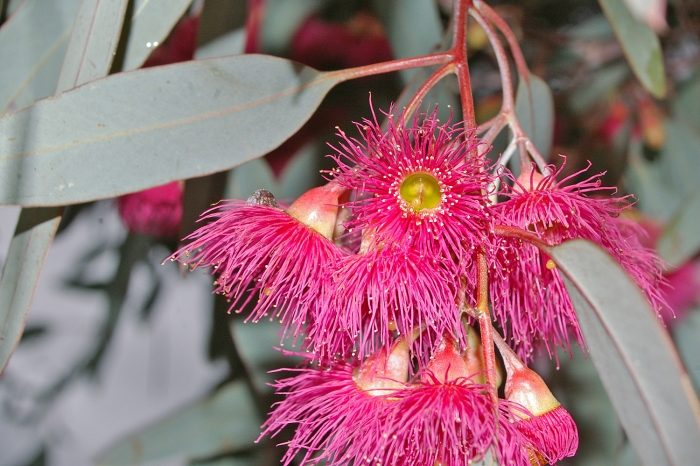 Eucalyptus sideroxylon image