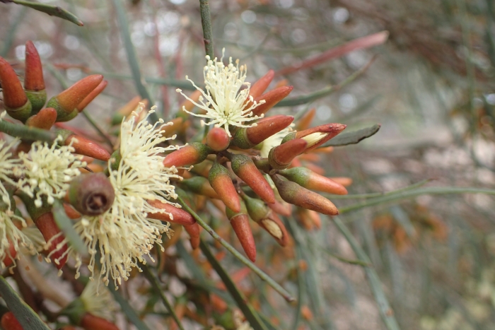 Eucalyptus spathulata image