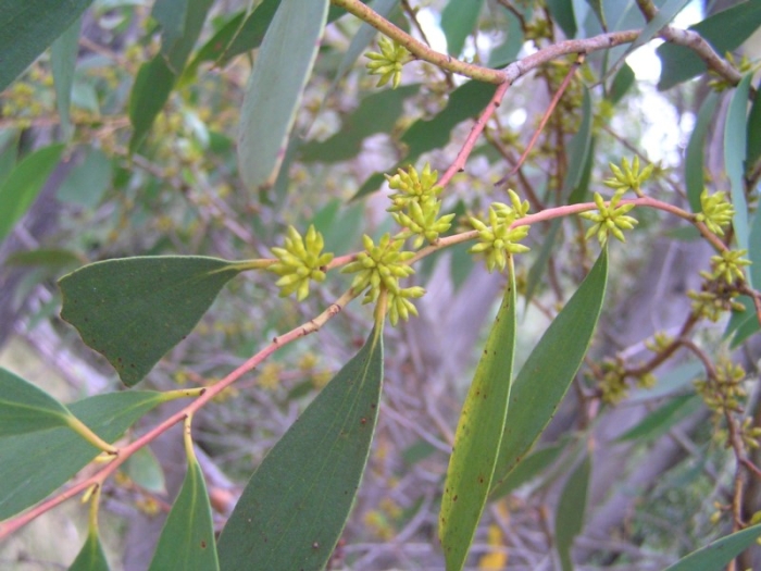 Eucalyptus stellulata image