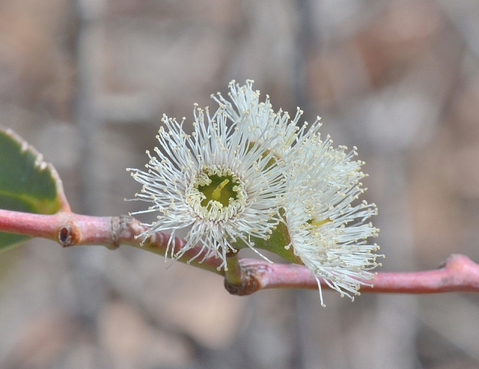 Eucalyptus tenuiramis image