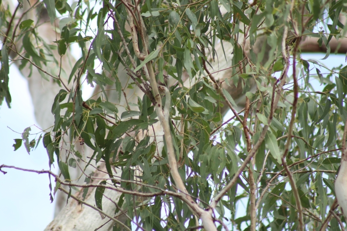 Eucalyptus tereticornis image