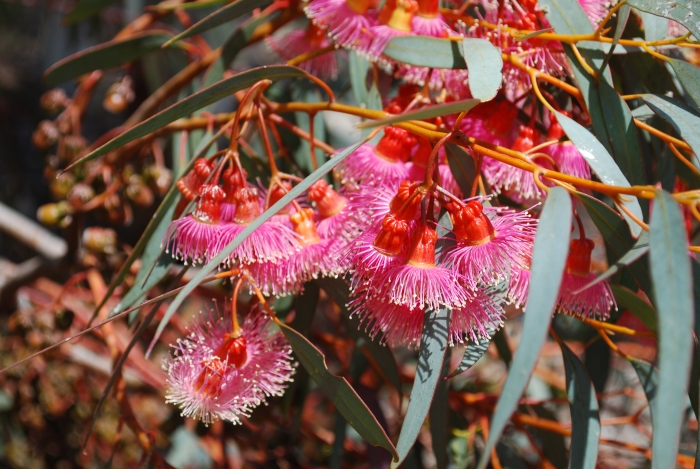 Eucalyptus torquata image