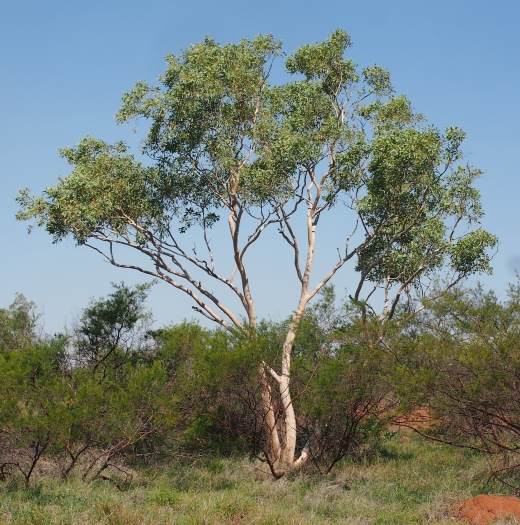 Eucalyptus victrix image
