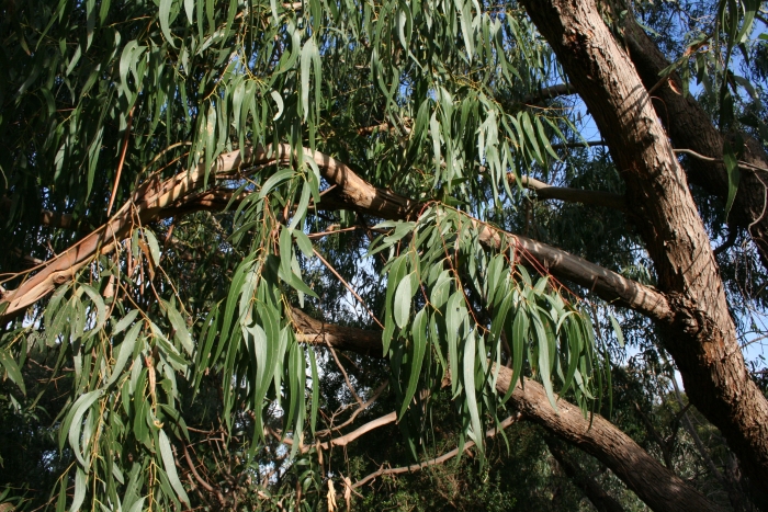 Eucalyptus viminalis image