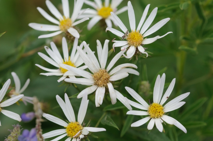 Eucephalus engelmannii image