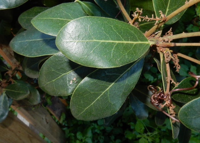Euclea natalensis image