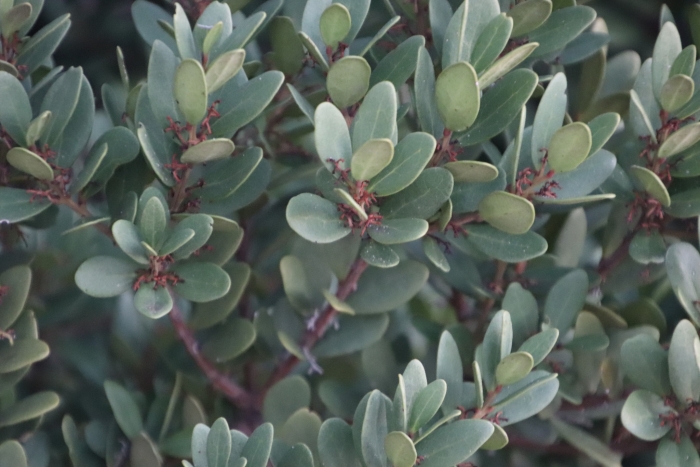 Euclea racemosa image