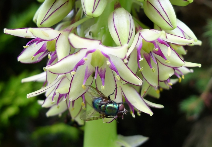 Eucomis bicolor image