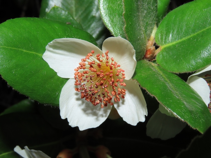 Eucryphia cordifolia image