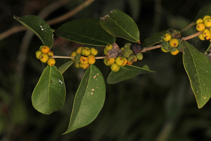 Eugenia axillaris image