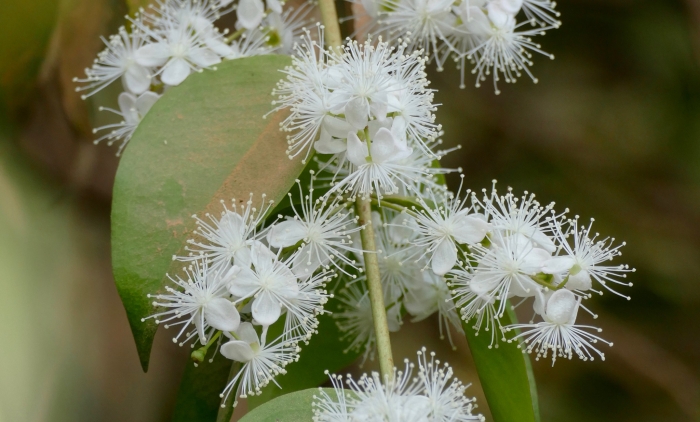 Eugenia biflora image