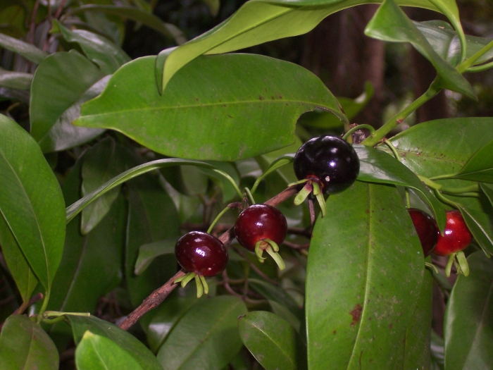 Eugenia brasiliensis image