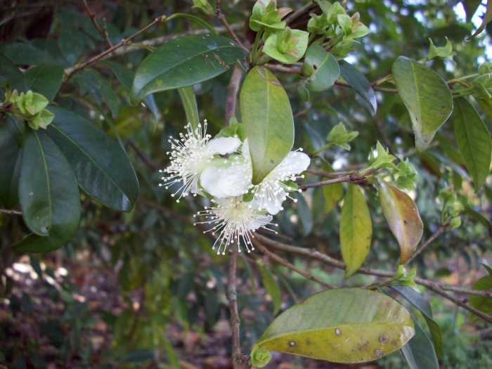 Eugenia luschnathiana image