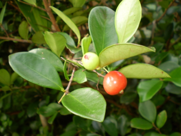 Eugenia reinwardtiana image
