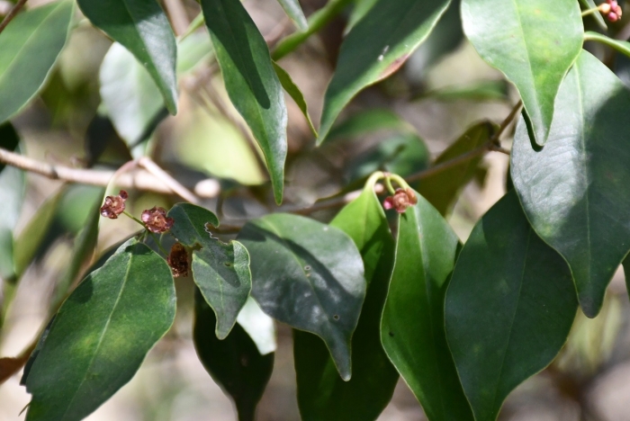 Eugenia rhombea image