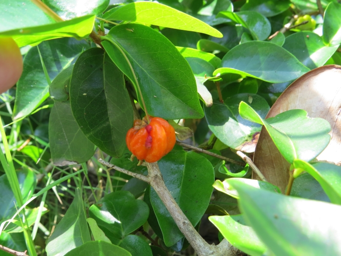Eugenia uniflora image