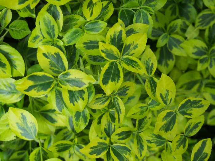 Euonymus fortunei image