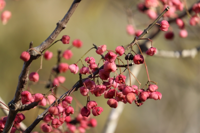Euonymus hamiltonianus image