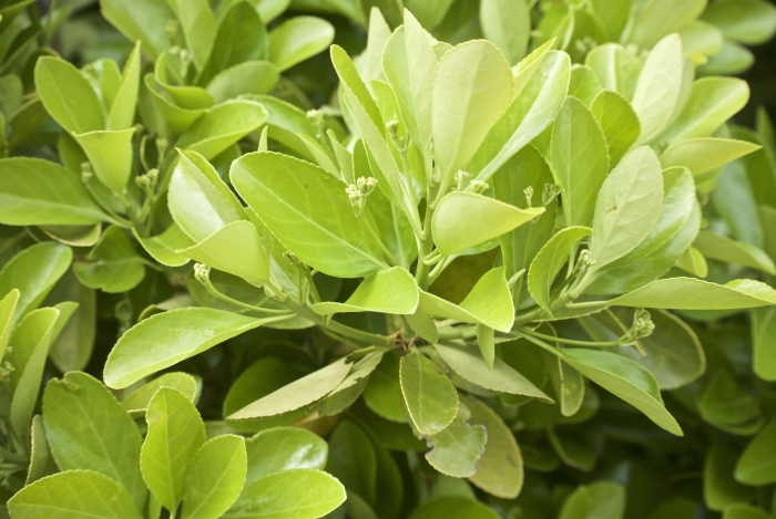 Euonymus japonicus image